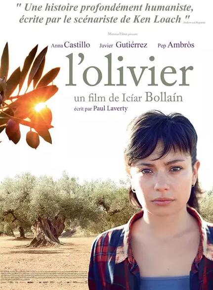 橄榄树免费观看