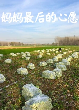 妈妈最后的心愿免费观看