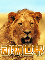 动物世界免费观看