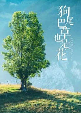 狗尾巴草也是花免费观看